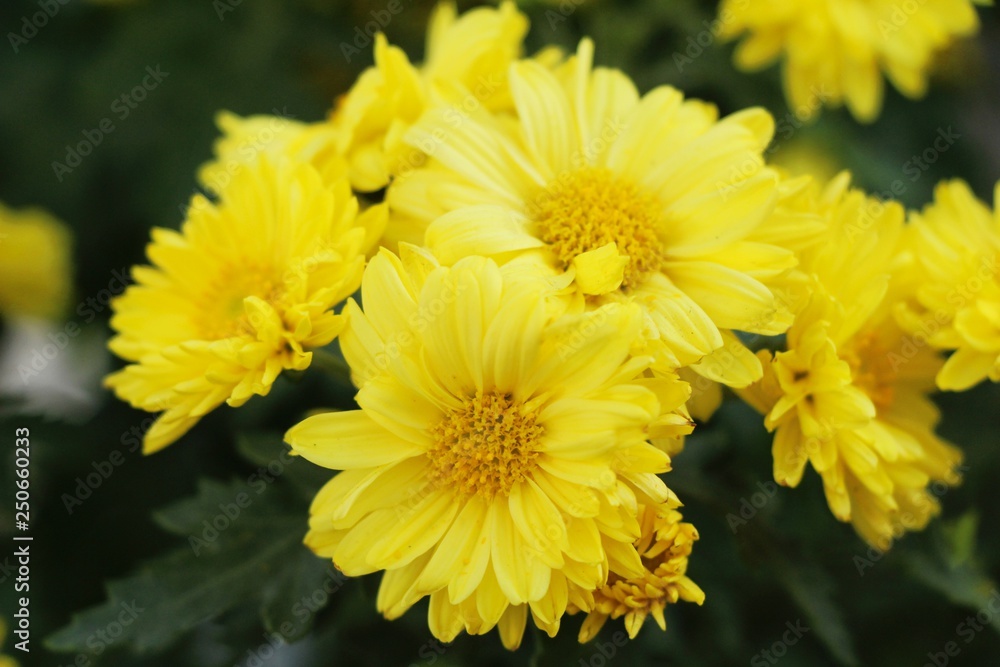 Chrysanthemum morifolium is beautiful in the garden Chrysanthemum morifolium is beautiful in the garden