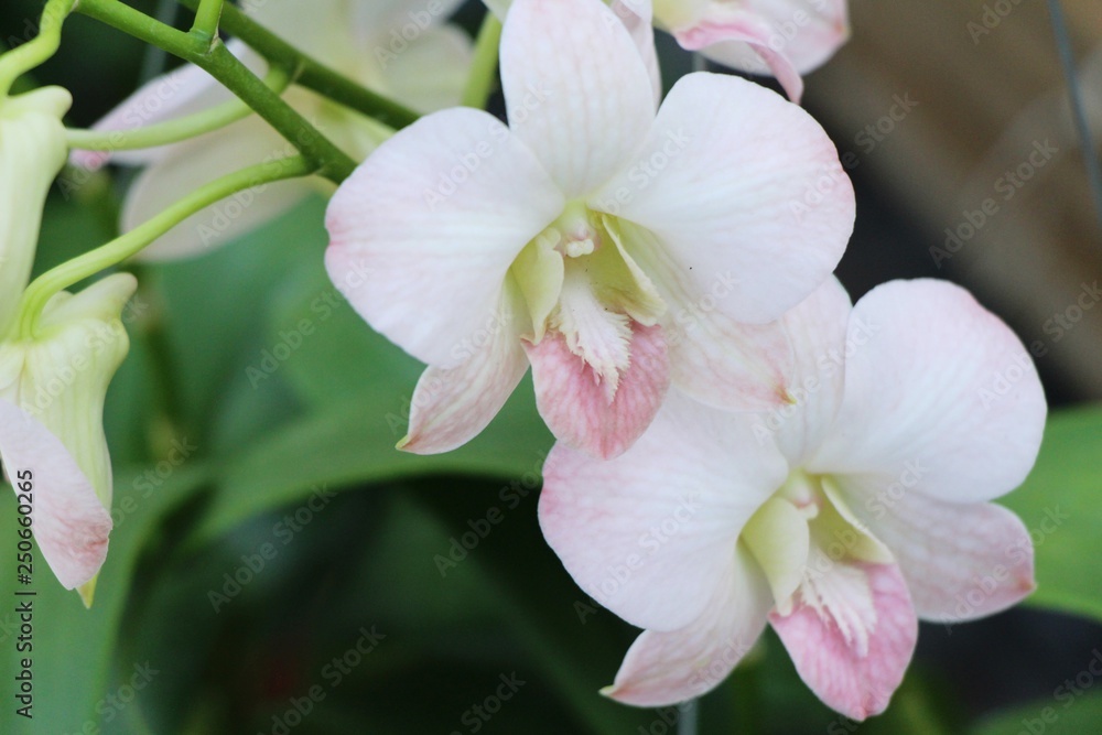 Orchid flower is beautiful in the garden Orchid flower is beautiful in the garden