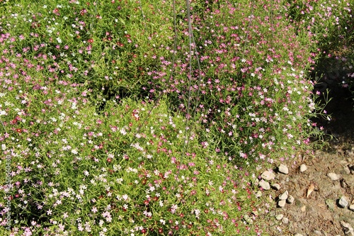 Pink gypsophila flower beautiful in the garden.