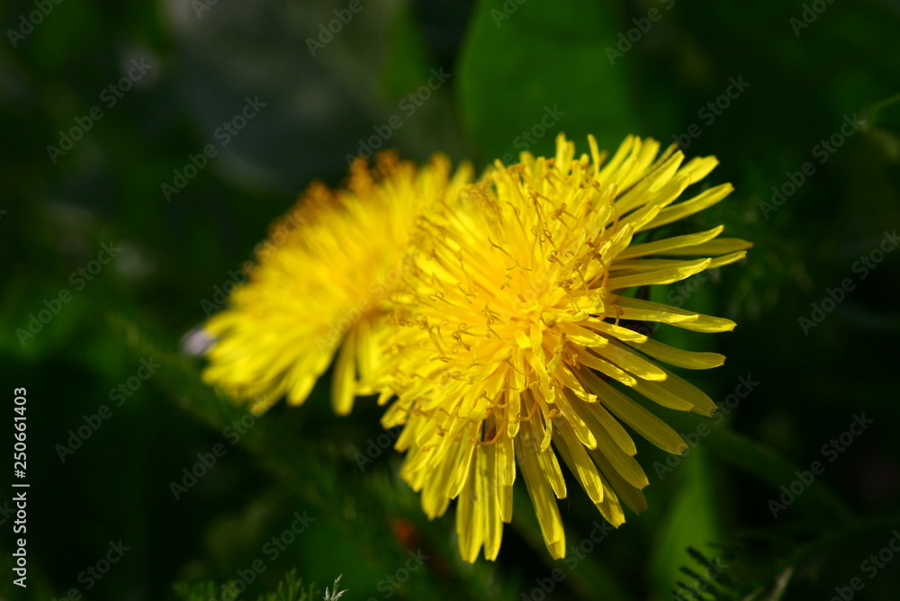 löwenzahnblüte löwenzahnblüte