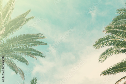 Toned photos of the palm trees, light green blue yellow, copy space for text, selective focus