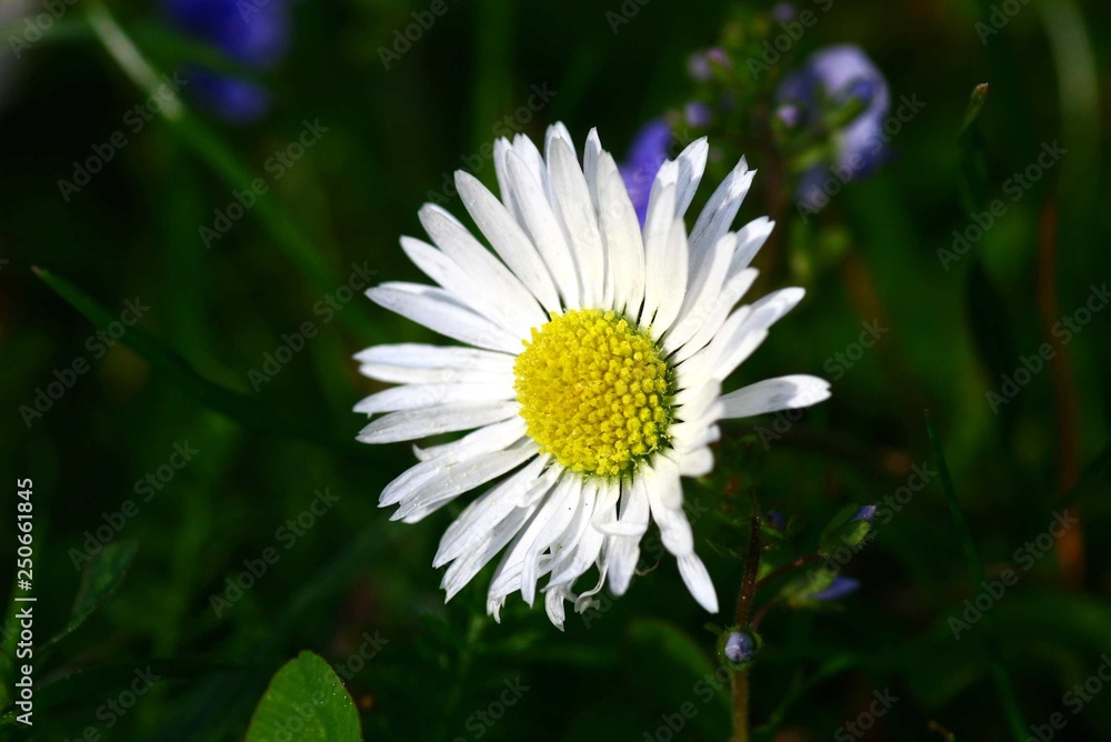 Obraz premium gänseblümchen
