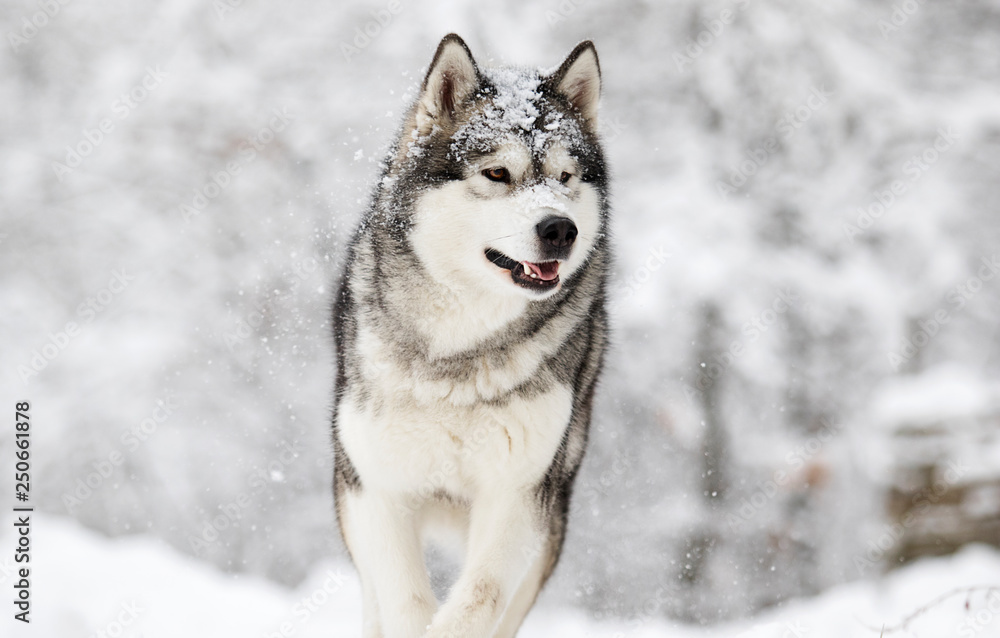 Alaskan Malamute dog on a winter walk in the snow Alaskan Malamute dog on a winter walk in the snow