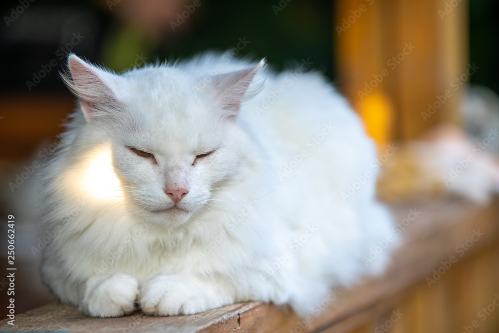 White cat lying on the porch
