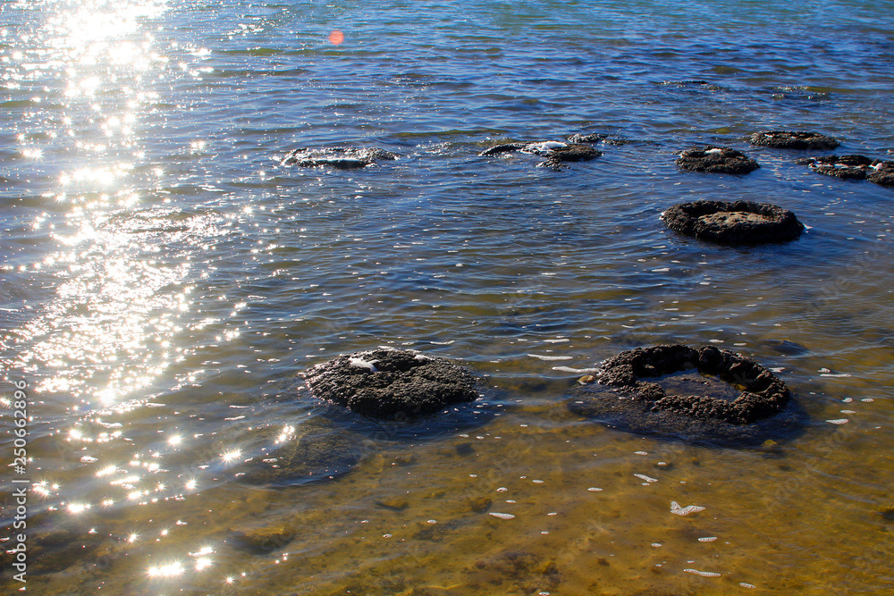 Stromatolites ancient microbial mats on saline Lake Thetis sparkling