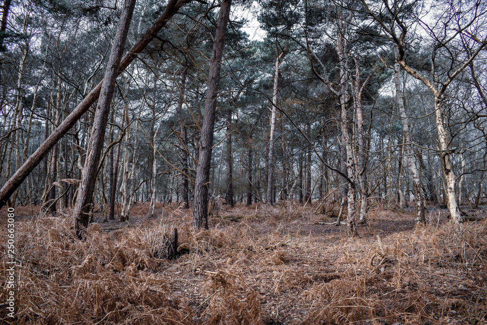 Naklejka premium Captains wood, Woodbridge, Suffolk, England, UK