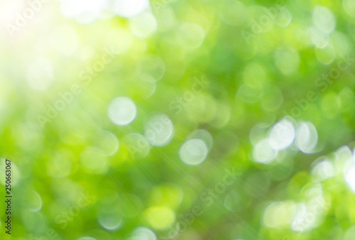Green nature bokeh and sunlight for background