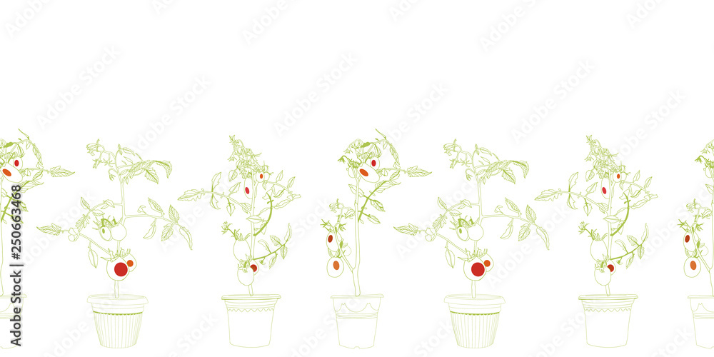 White border with tomato plant in pot. White border with tomato plant in pot.