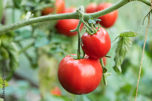 tomato growing in organic farm. Ripe natural tomatoes growing on a branch in a greenhouse.