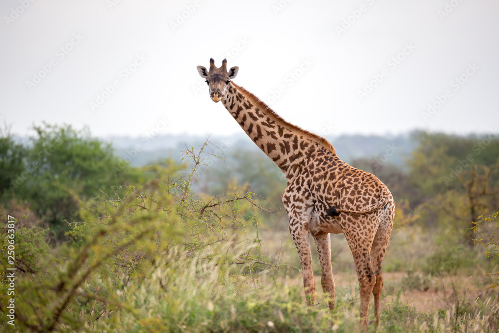 Fototapeta premium A giraffe is standing between the bush and trees