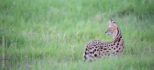 Photography Serval cat in the grassland of the savannah in Kenya