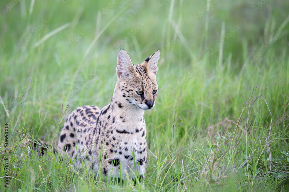 Fototapeta premium Serval cat in the grassland of the savannah in Kenya