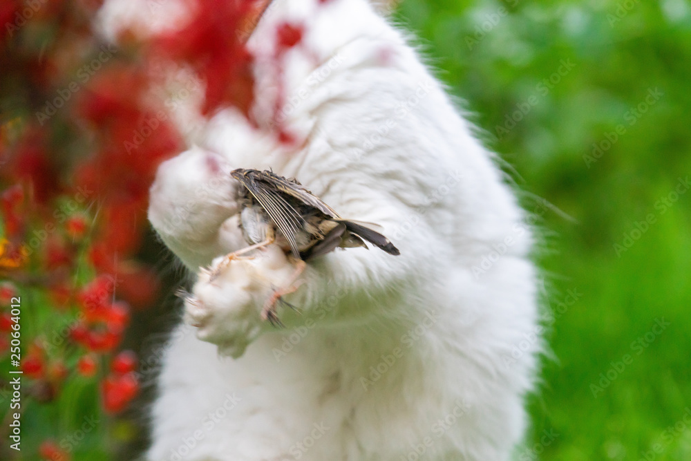 White cat caught a bird