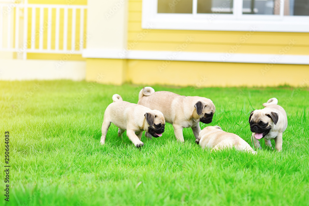Obraz premium Cute puppies brown Pug playing together in green lawn
