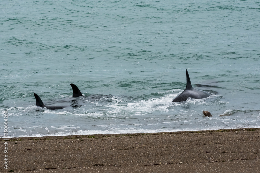 Fototapeta premium Orcas hunting sea lions, Patagonia , Argentina