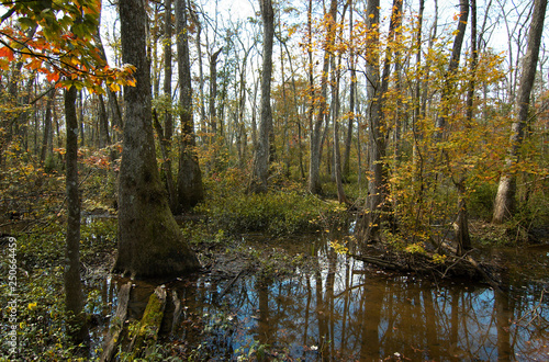 Bluebonnet Swamp, Baton Rouge, Louisiana photo