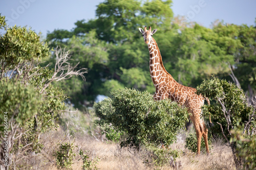 A giraffe is standing between the bush and trees