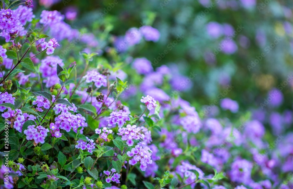 Lantana camara purple flowers background. Lantana camara purple flowers background.