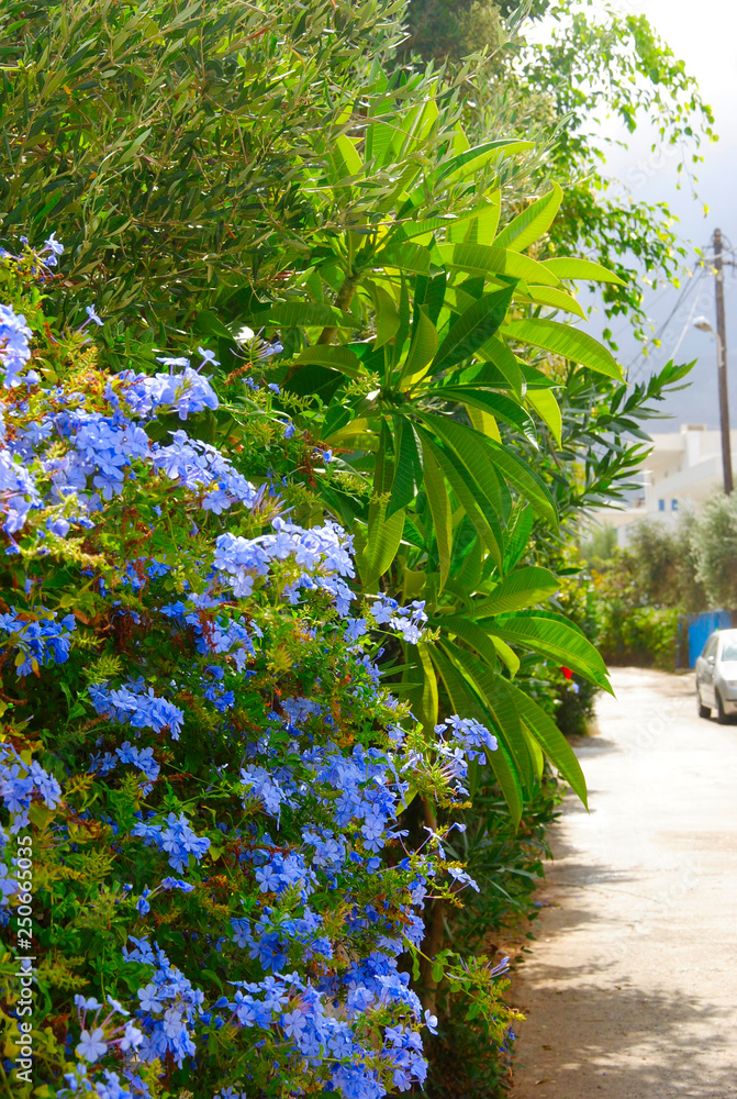 Fototapeta premium blue blossoms hanging down a wall on a sunny day near the small village Sisi on Crete in Greece