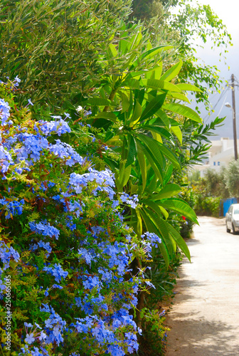 blue blossoms hanging down a wall on a sunny day near the small village Sisi on Crete in Greece