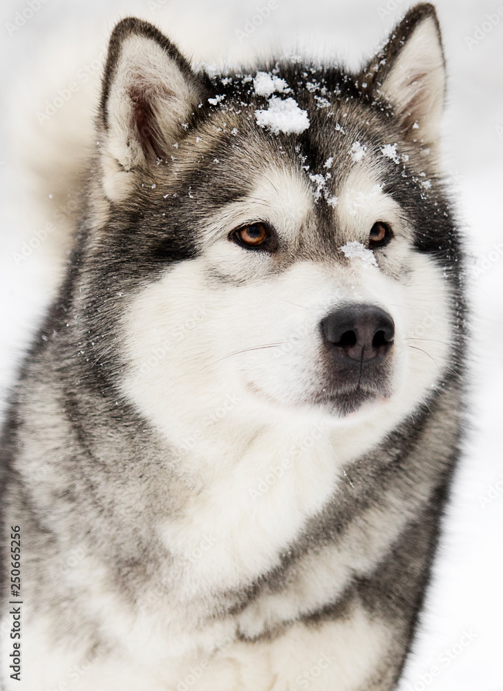 Alaskan Malamute dog on a winter walk in the snow