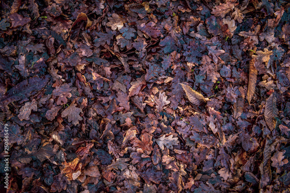 Autumn Leaves on floor