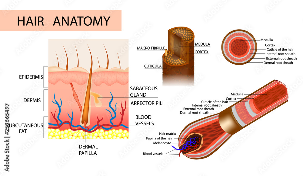 Hair Strand Anatomy