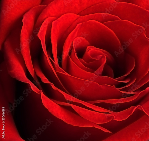 Rose red close. The petals of a precious flower.