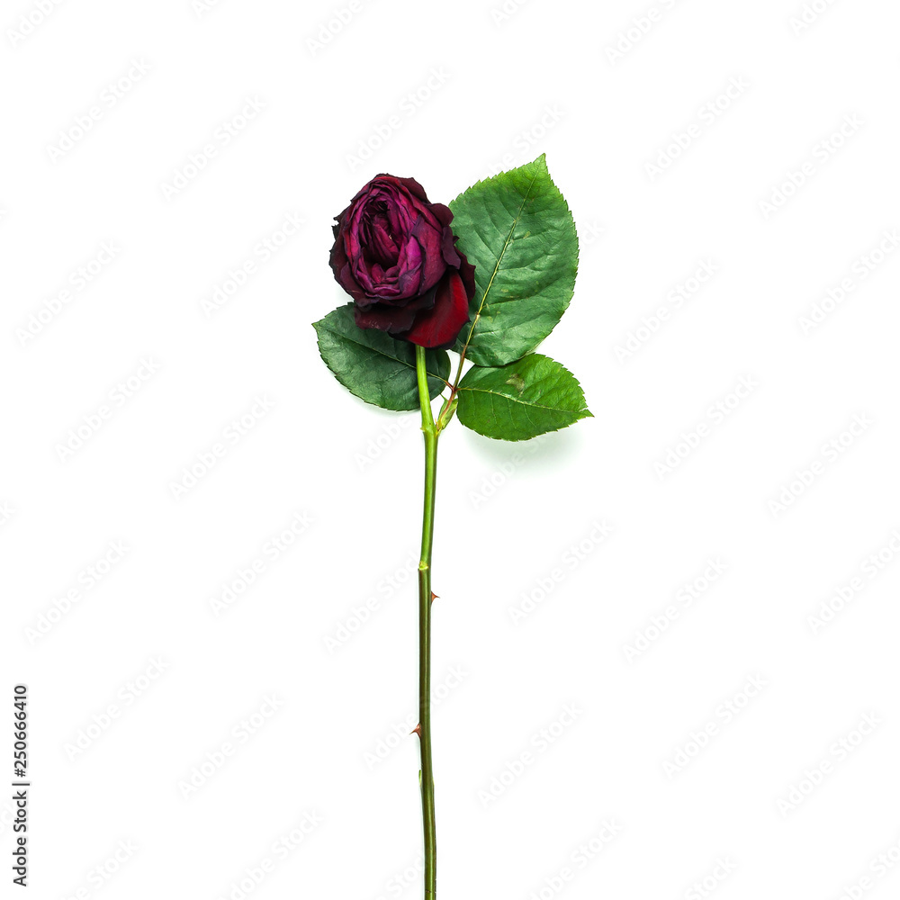 Beautiful fading red rose isolated on white background top view. Beautiful fading red rose isolated on white background top view.