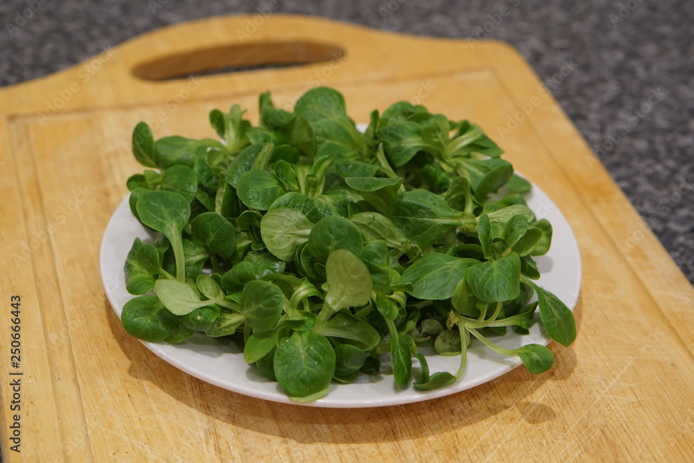 Lambs lettuce (Valerianella locusta) Lambs lettuce (Valerianella locusta)