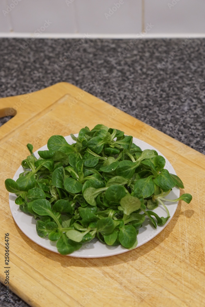 Lambs lettuce (Valerianella locusta) Lambs lettuce (Valerianella locusta)