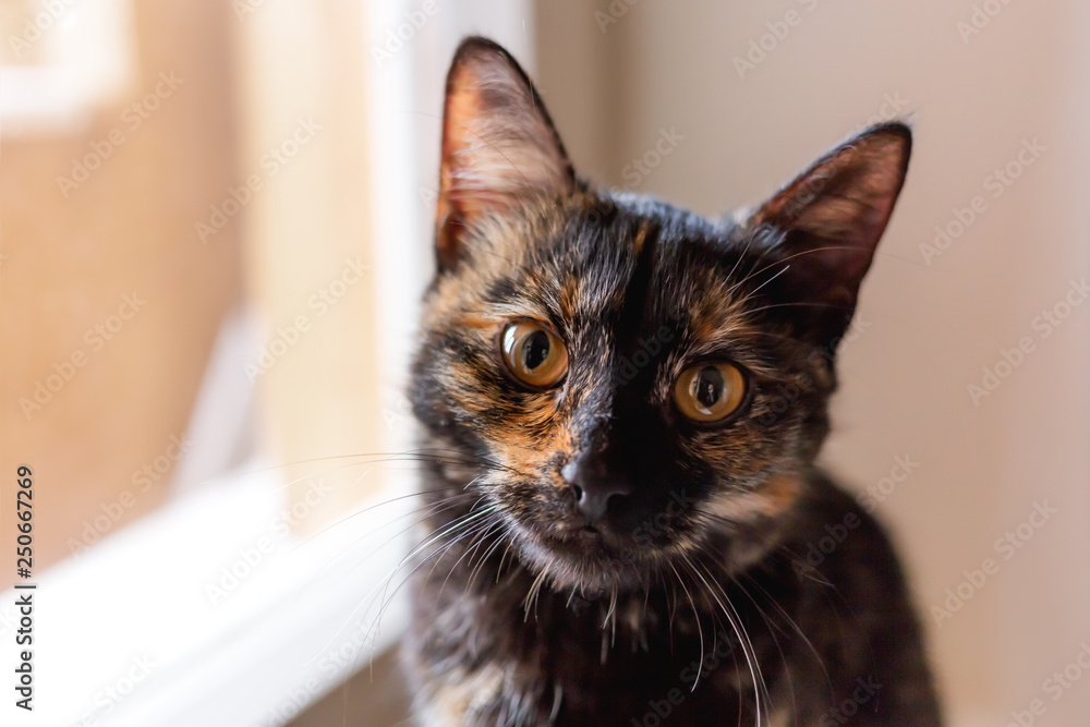 Cute tortoiseshell color cat sitting on window sill. Fluffy pet staring in camera. Pet adoption of non-pedigreed cat.