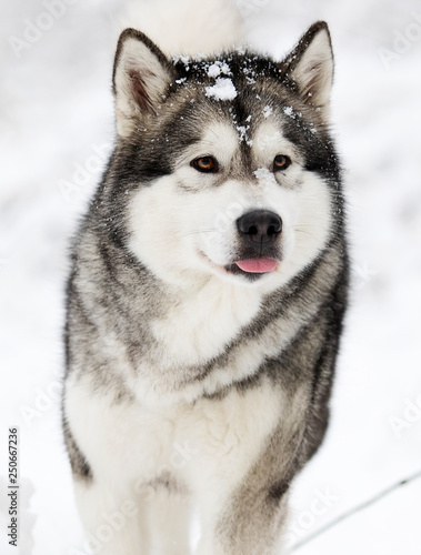Fototapeta Naklejka Na Ścianę i Meble -  Alaskan Malamute dog on a winter walk in the snow