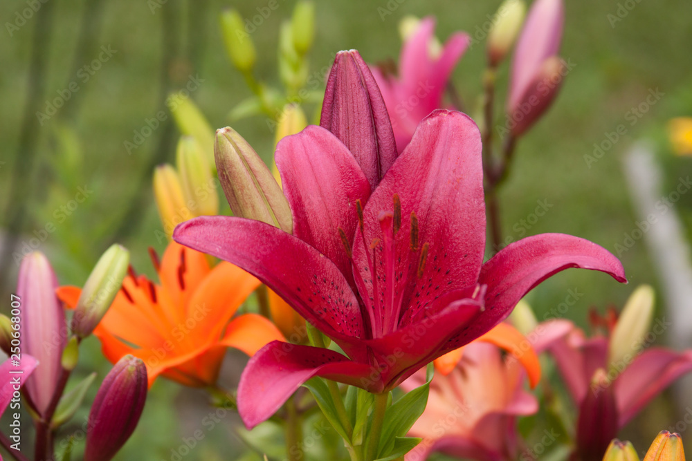 Fototapeta premium Asiatic lily grouping