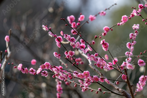 Pink plum blossom, Japanese apricot, Ume