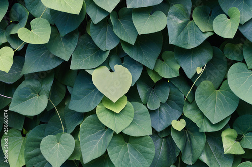 Fotografie Exotic green leaves background for wallpaper, print.