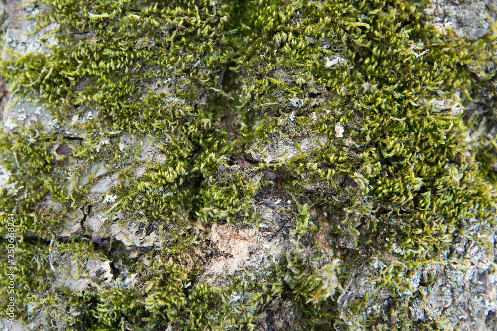 Fototapeta premium green moss texture on the tree bark