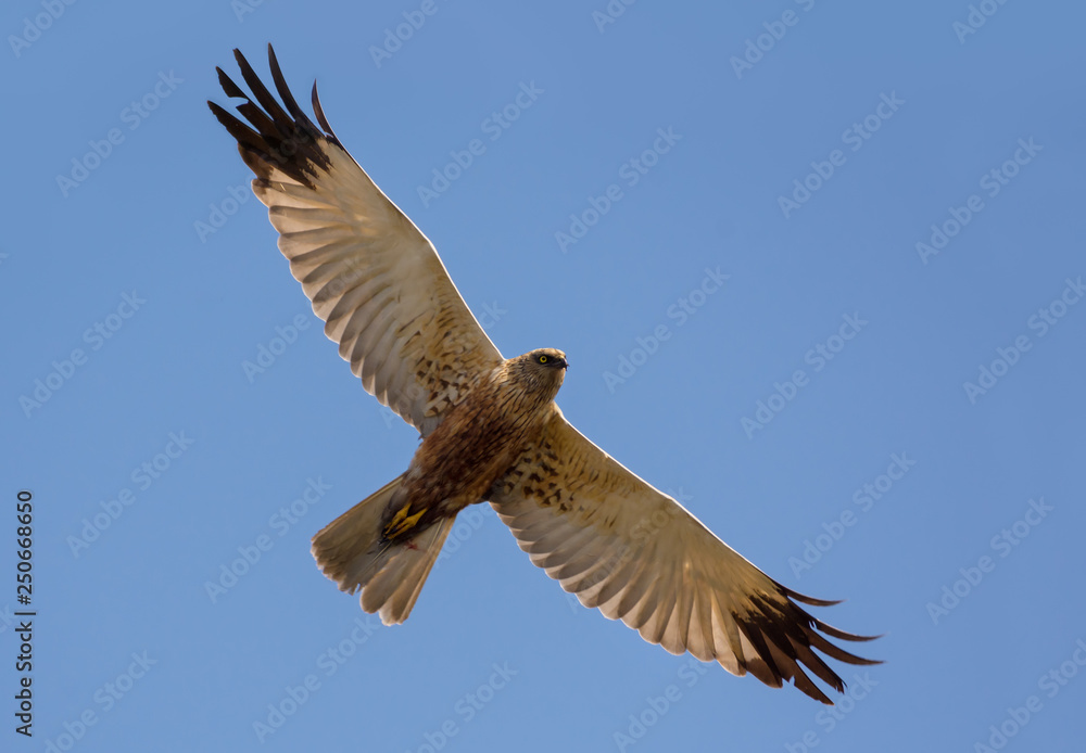 Adult Male Western Marsh harrier soars in flight high in blue sky with spreaded wings Adult Male Western Marsh harrier soars in flight high in blue sky with spreaded wings