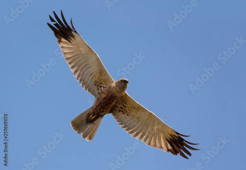 Adult Male Western Marsh harrier soars in flight high in blue sky with spreaded wings