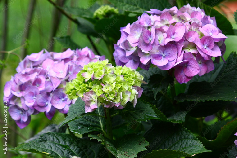 hortensie hortensie