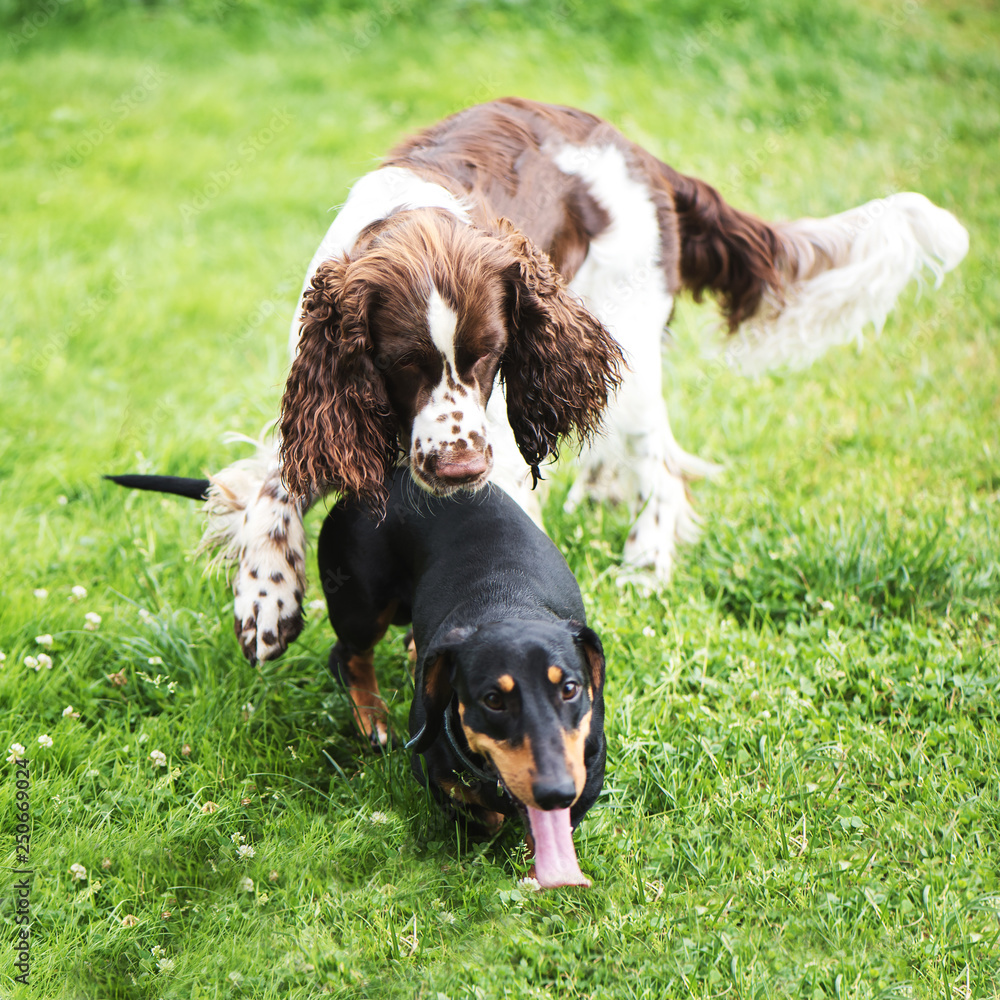 Funny young dogs breed english springer spaniel and dachshund play in summer nature Funny young dogs breed english springer spaniel and dachshund play in summer nature