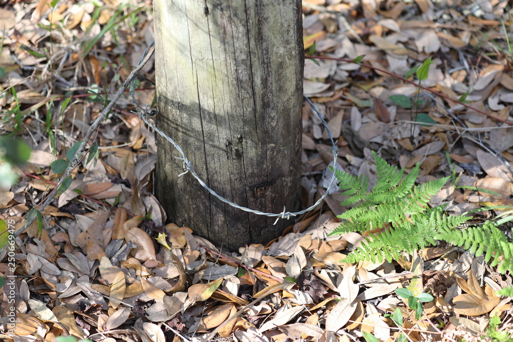 Fototapeta premium Old Barb Wire
