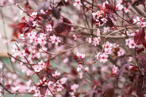 Plum tree flower blossom.