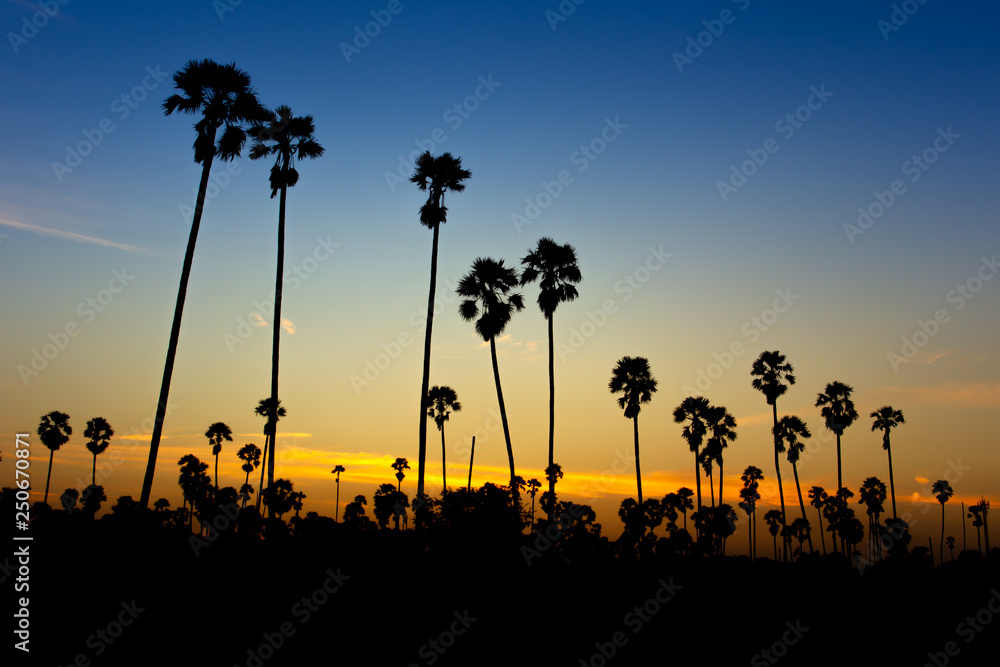 Landscape of sugar palm trees in the countryside during the beautiful sunset sky.
