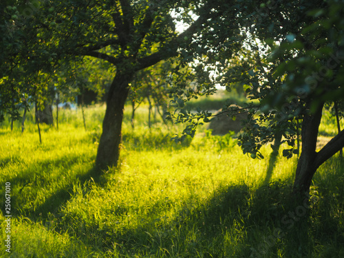 Shadows in the summer garden