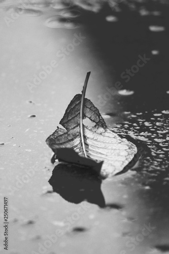 Beautiful leaf in the water. Blaxk and white picture photo