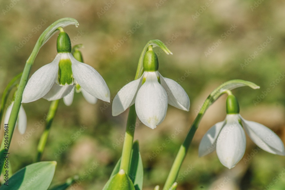 a blooming bouquet of snowdrops, they delight in the shape of the white petals, the favorite flower in the gardens a blooming bouquet of snowdrops, they delight in the shape of the white petals, the favorite flower in the gardens