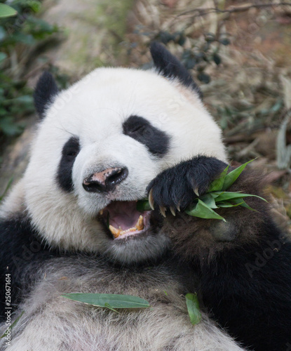 Portrait of giant panda  Ailuropoda melanoleuca  or Panda Bear. Close up of giant panda lying and eating bamboo surrounded with fresh bamboo. Singapore zoo.