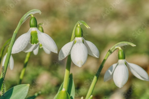 a blooming bouquet of snowdrops, they delight in the shape of the white petals, the favorite flower in the gardens