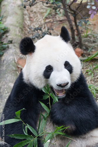 Portrait of giant panda ,Ailuropoda melanoleuca, or Panda Bear. Close up of giant panda lying and eating bamboo surrounded with fresh bamboo. Singapore zoo. © Natalia